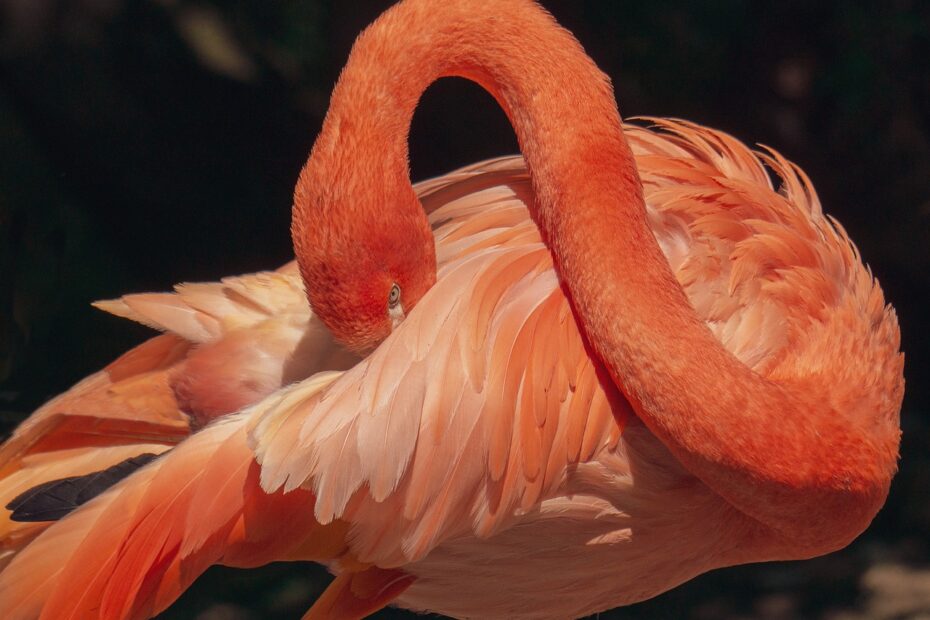 flamingo4