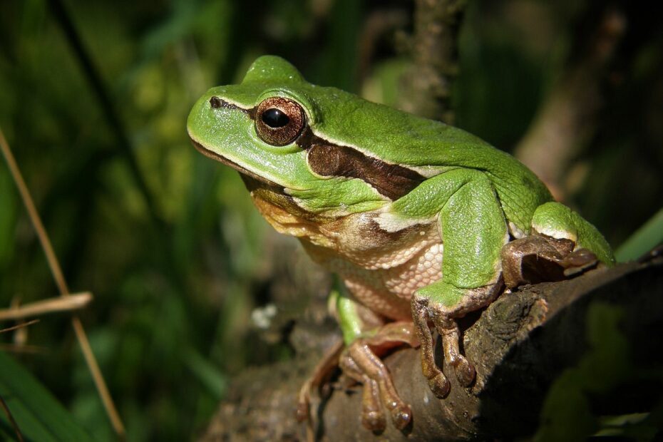 frosch1