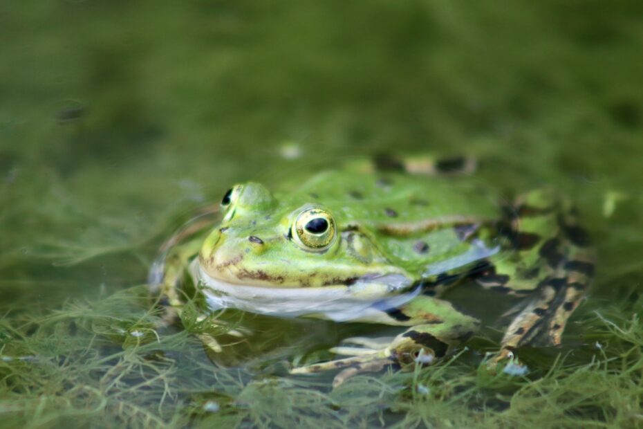 frosch4