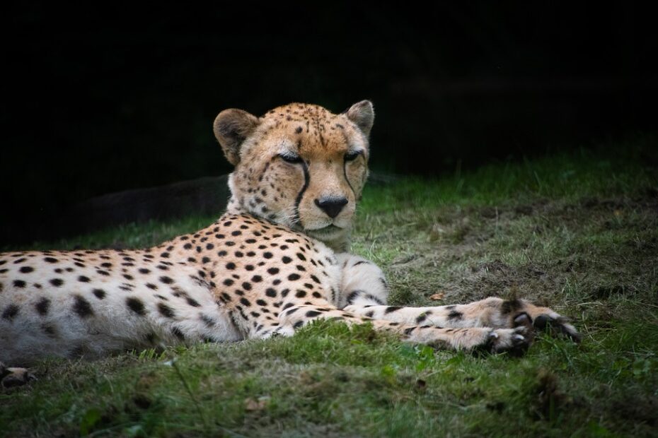 gepard1