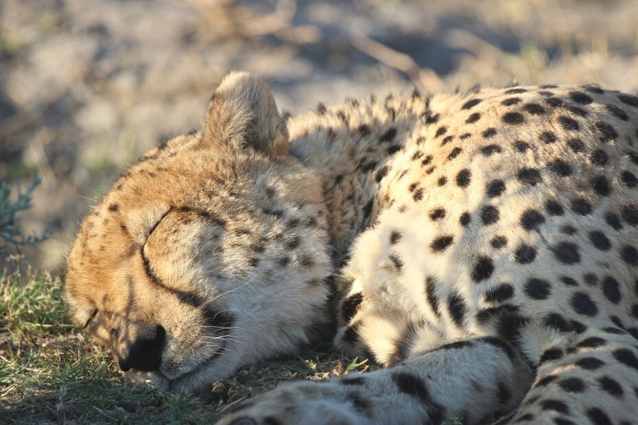 gepard2