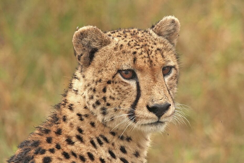 gepard3