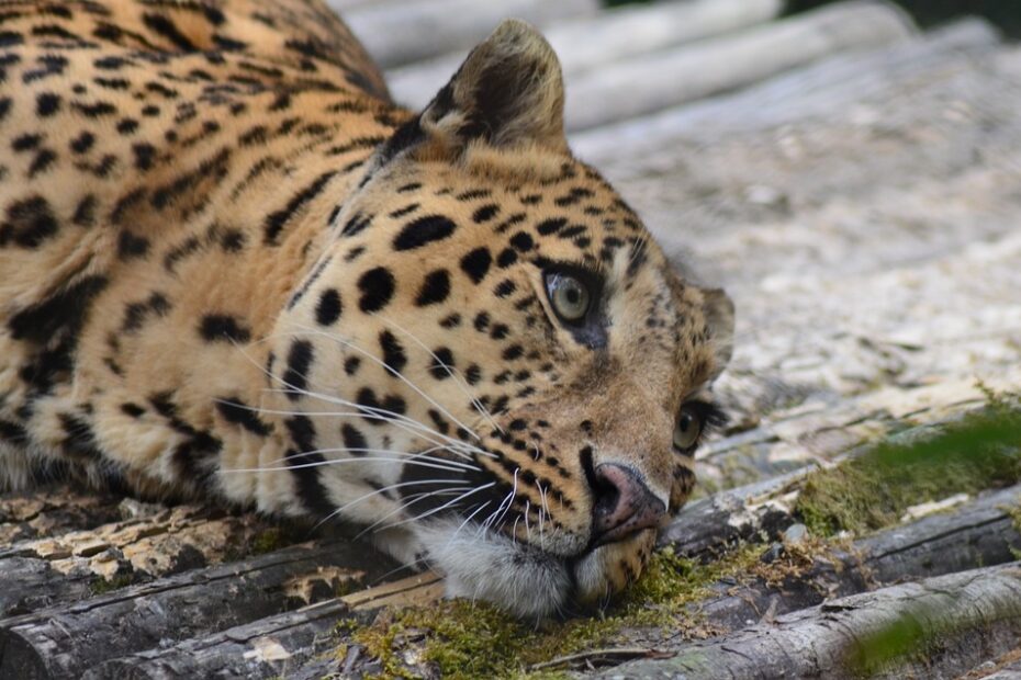 gepard4