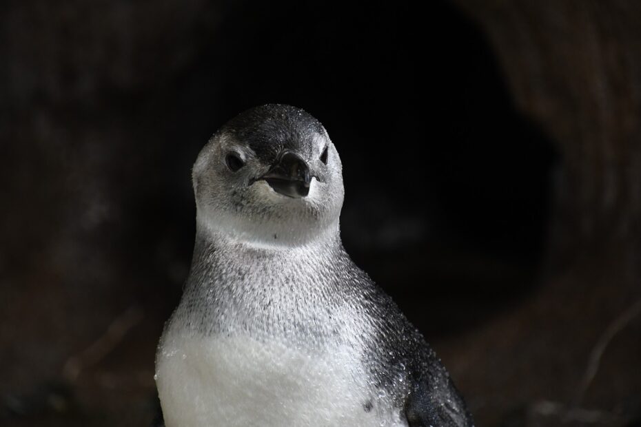 pinguin4