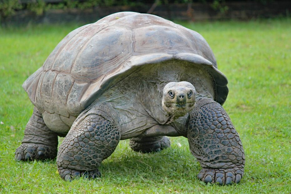 riesenschildkröte2