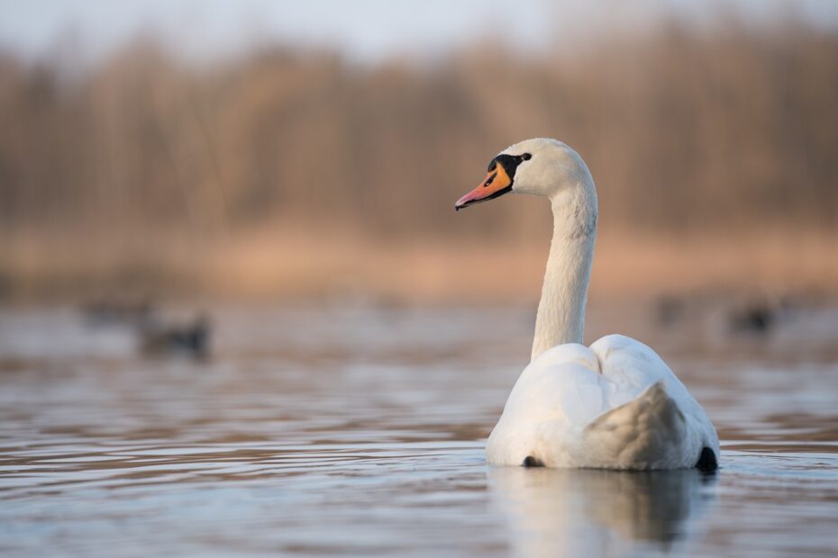 schwan3