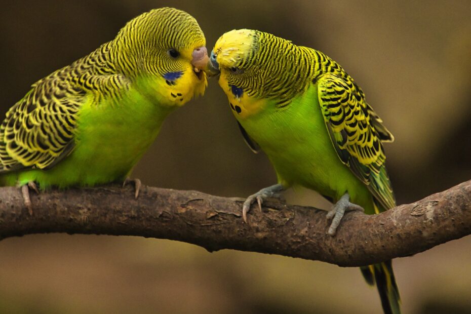 sittiche2