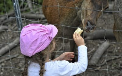 Streichelzoo4